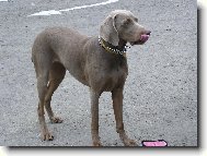 Weimaraner, Weimaraner Vorsterhund