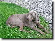 Weimaraner, Weimaraner Vorsterhund