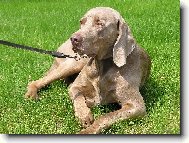 Weimaraner, Weimaraner Vorsterhund