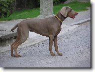 Weimaraner, Weimaraner Vorsterhund