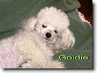 Poodle, Caniche