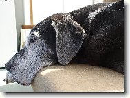 Deutsche Dogge