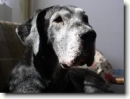 Deutsche Dogge
