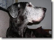 Deutsche Dogge