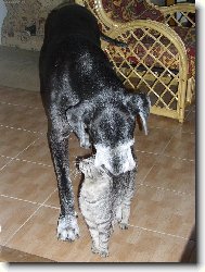 Deutsche Dogge