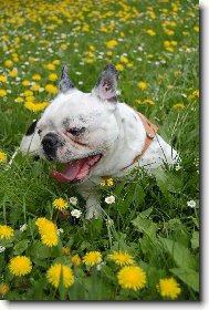 Bouledogue francais, French Bulldog