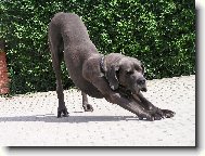 Deutsche Dogge