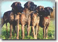 Deutsche Dogge
