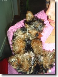 Jorkšírský terier, Yorkshire Terrier,