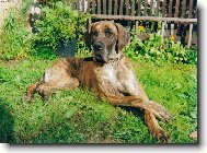 Deutsche Dogge