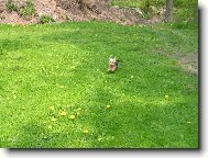 Jorkšírský terier, Yorkshire Terrier,