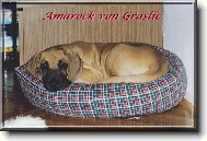 Deutsche Dogge