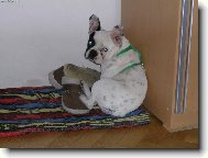 Bouledogue francais, French Bulldog