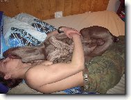 Weimaraner, Weimaraner Vorsterhund