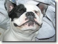 Bouledogue francais, French Bulldog
