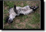 English Cocker Spaniel