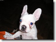 Bouledogue francais, French Bulldog