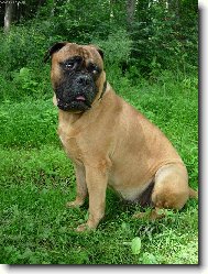 Bullmastiff