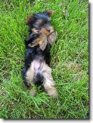 Jorkšírský terier, Yorkshire Terrier,
