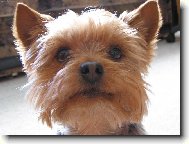 Jorkšírský terier, Yorkshire Terrier,