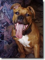 American Staffordshire Terrier
