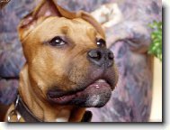 American Staffordshire Terrier