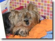 Jorkšírský terier, Yorkshire Terrier,