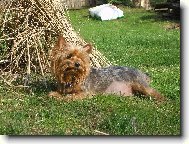 Jorkšírský terier, Yorkshire Terrier,
