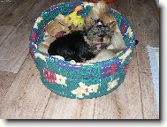 Jorkšírský terier, Yorkshire Terrier,