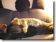 Jorkšírský terier, Yorkshire Terrier,