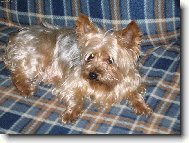 Jorkšírský terier, Yorkshire Terrier,