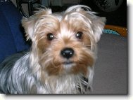 Jorkšírský terier, Yorkshire Terrier,