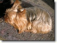 Jorkšírský terier, Yorkshire Terrier,