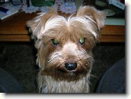 Jorkšírský terier, Yorkshire Terrier,