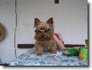 Jorkšírský terier, Yorkshire Terrier,
