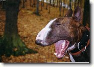 Bull Terrier