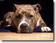 American Staffordshire Terrier