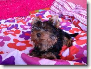 Jorkšírský terier, Yorkshire Terrier,