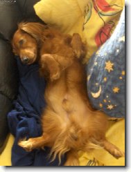 German long-haired Pointing Dog