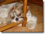 icu, Shih-Tzu