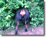 Rottweiler