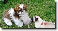 icu, Shih-Tzu