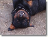 Rottweiler