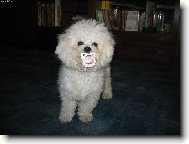 Bichon á poil frisé, Bichon Frise