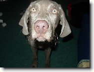 Weimaraner, Weimaraner Vorsterhund