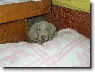 Weimaraner, Weimaraner Vorsterhund