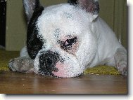 Bouledogue francais, French Bulldog