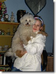 Bichon á poil frisé, Bichon Frise