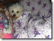 Bichon á poil frisé, Bichon Frise
