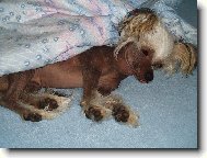 Chinese Crested Dog